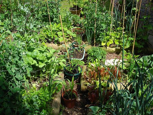 Hoe om uw eigen organische veggie patch groeien. Hier is een stap voor stap handleiding over het starten van uw organische tuin veggie patch.