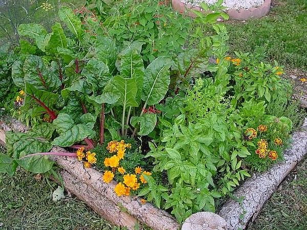 Hoe te padden trekken voor de tuin ongediertebestrijding E2R