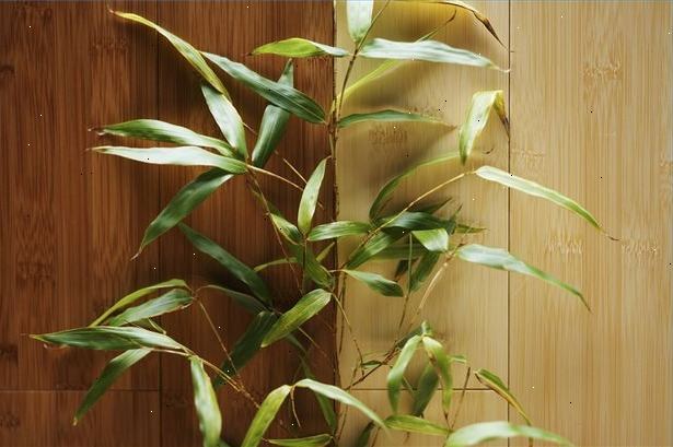 Hoe de zorg voor een bamboeplant. Het toevoegen van water en meststoffen.