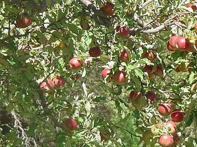 Hoe om te weten wanneer een fruitboom spuiten. De spray schema voor perzik.