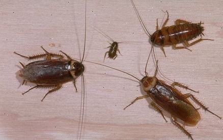 Hoe zich te ontdoen van kakkerlakken. Insect groeiregulatoren.