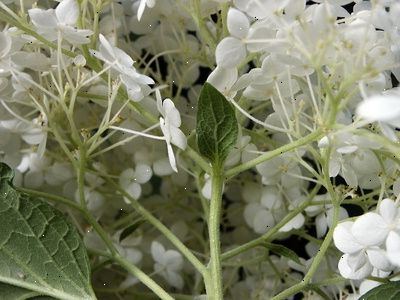 Hoe te hortensia's groeien van stekken. Snoei een stengel van een tak van de hortensia ongeveer een halve meter lang.