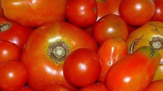 Hoe maak je een tomatenplant groeien. Het planten van de tomaten.