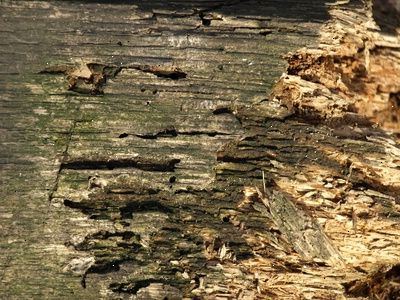 Hoe te drywood termieten doden. Inspecteren of er droog hout termieten in uw huis of instelling.