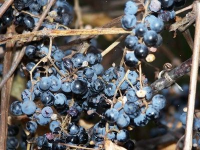 Hoe een wijnstok. Klik hier voor de beste druiven die groeien in uw omgeving.